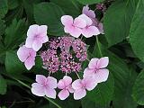 Hydrangea Lace Cap